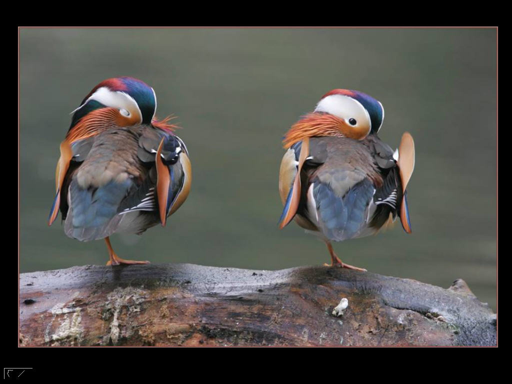 Fonds d'cran Animaux Oiseaux - Divers beaut de l'quilibre