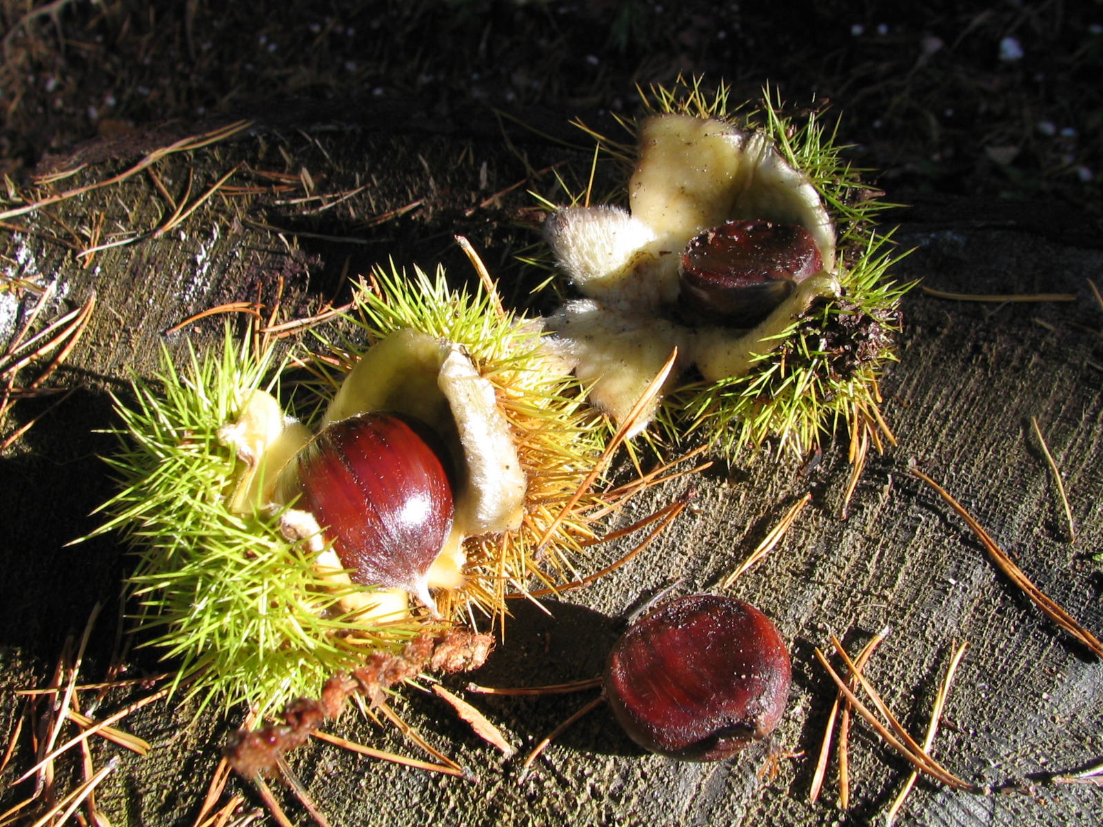 Wallpapers Nature Fruits AUTOMNE