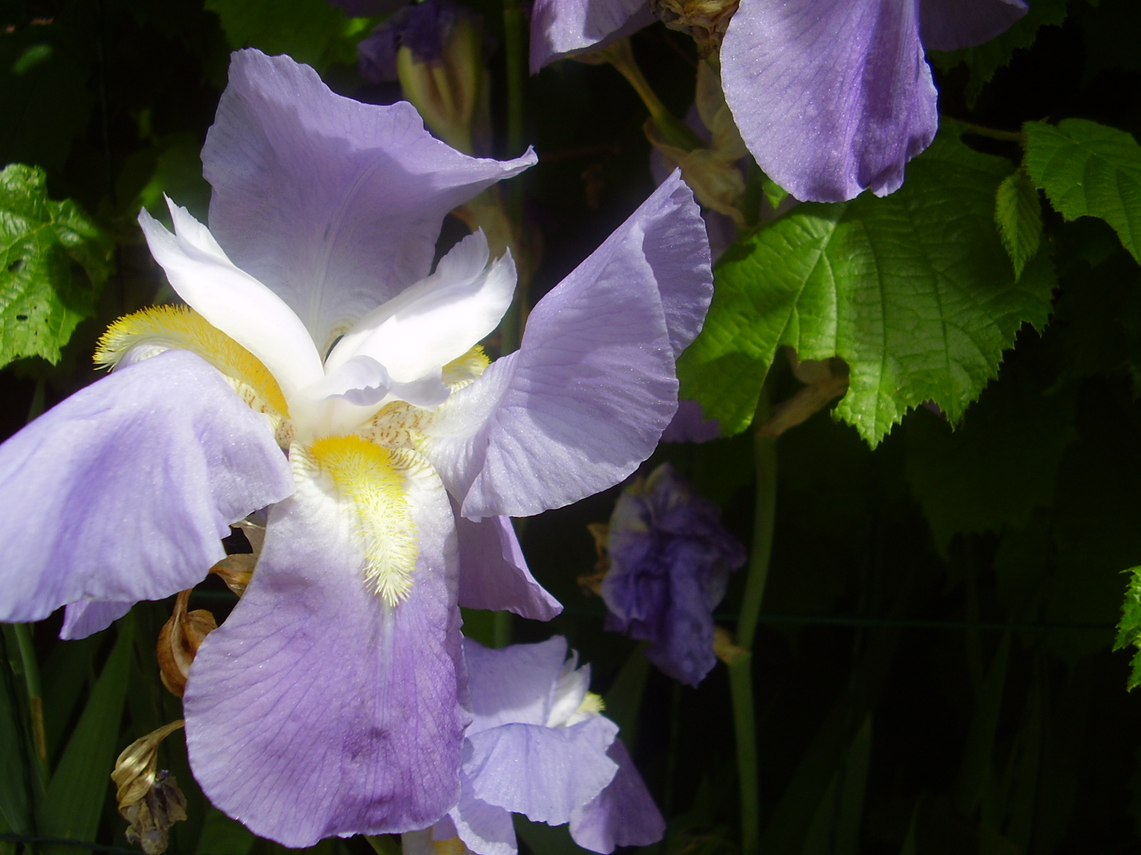 Fonds d'cran Nature Fleurs iris de courtouphle