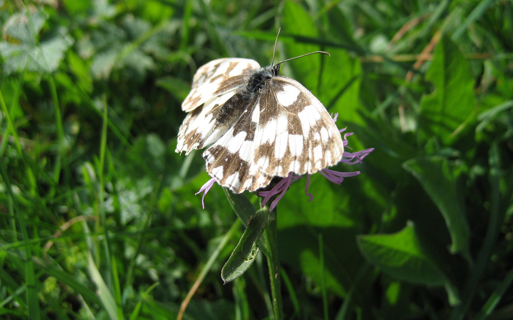 Fonds d'cran Animaux Insectes - Papillons papillon