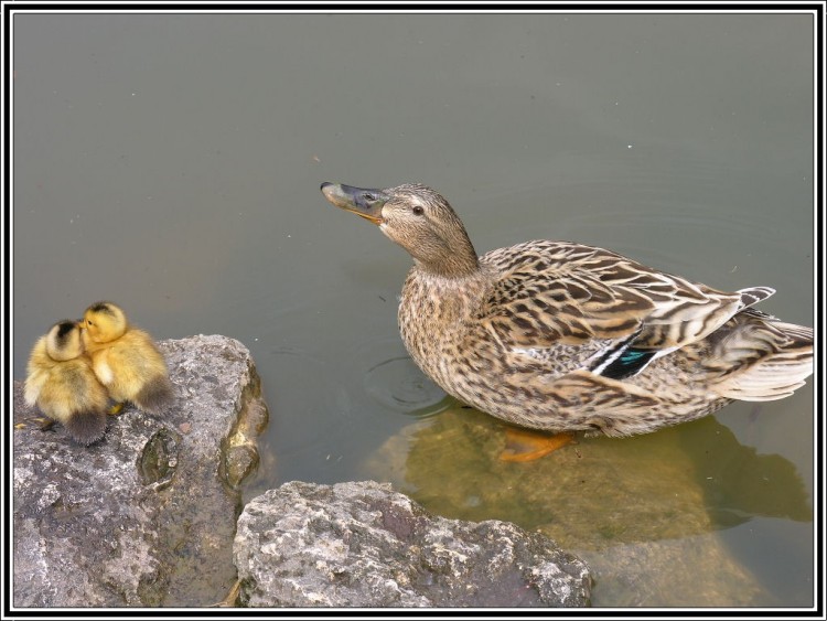 Fonds d'cran Animaux Oiseaux - Canards Belle famille