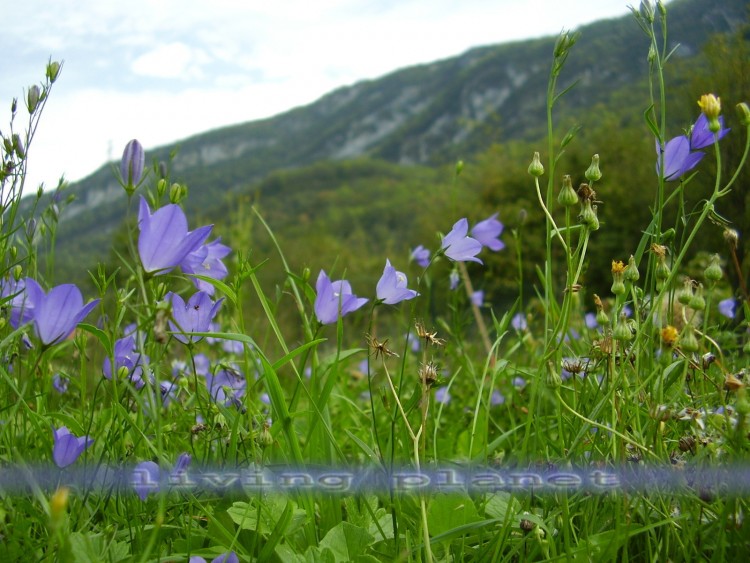 Fonds d'cran Nature Fleurs courtouphle