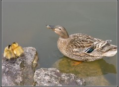 Fonds d'cran Animaux Belle famille