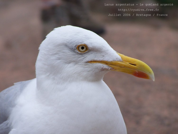 Fonds d'cran Animaux Oiseaux - Mouettes et Golands Le goland argent