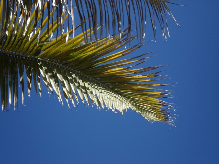 Fonds d'cran Nature Plantes - Arbustes CIEL AZUR