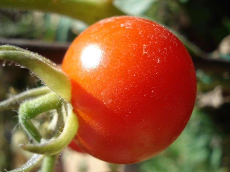 Fonds d'cran Nature Fruits TOMATE CERISE