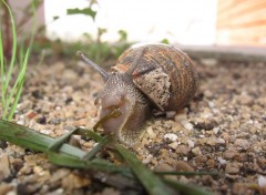 Fonds d'cran Animaux escargots