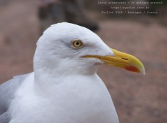 Wallpapers Animals Le goland argent