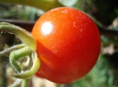 Fonds d'cran Nature TOMATE CERISE