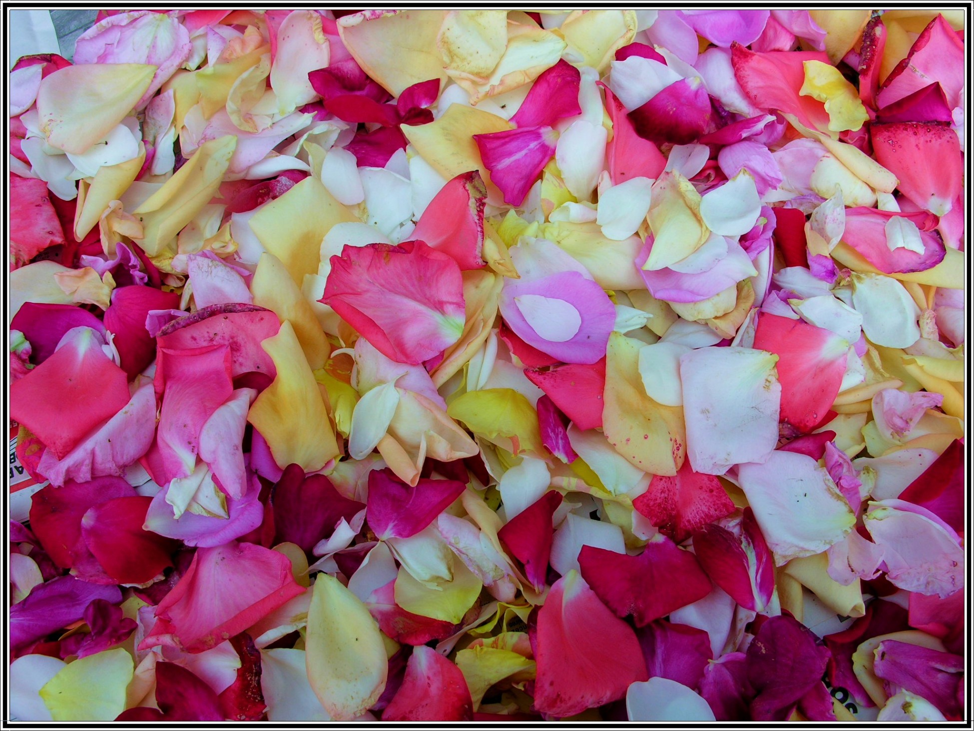 Fonds d'cran Nature Fleurs Tapis de ptales de roses