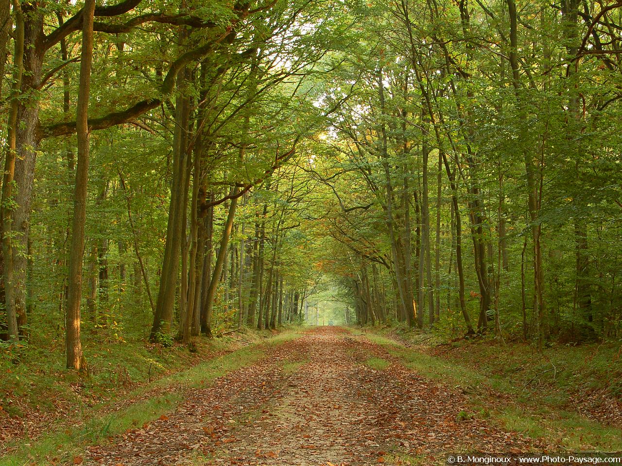 Wallpapers Nature Trees - Forests Balade automnale en fort de Dourdan