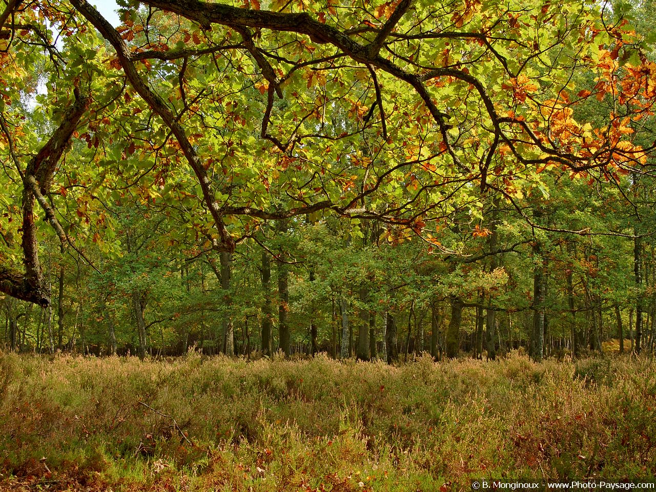 Fonds d'cran Nature Arbres - Forts Couleurs d'automne en fort de Rambouillet