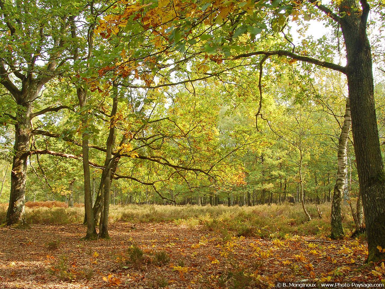 Fonds d'cran Nature Arbres - Forts Aprs-midi d'automne en fort de Rambouillet