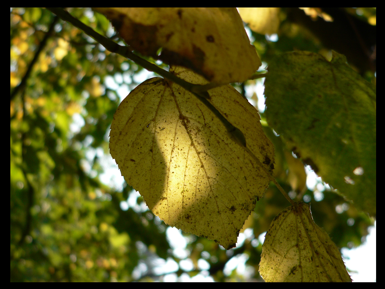 Fonds d'cran Nature Feuilles - Feuillages l'automne