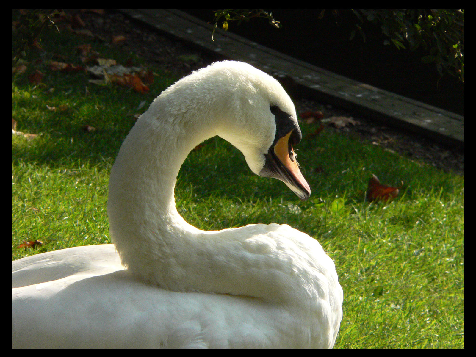 Wallpapers Animals Birds - Swans fais moi un cygne