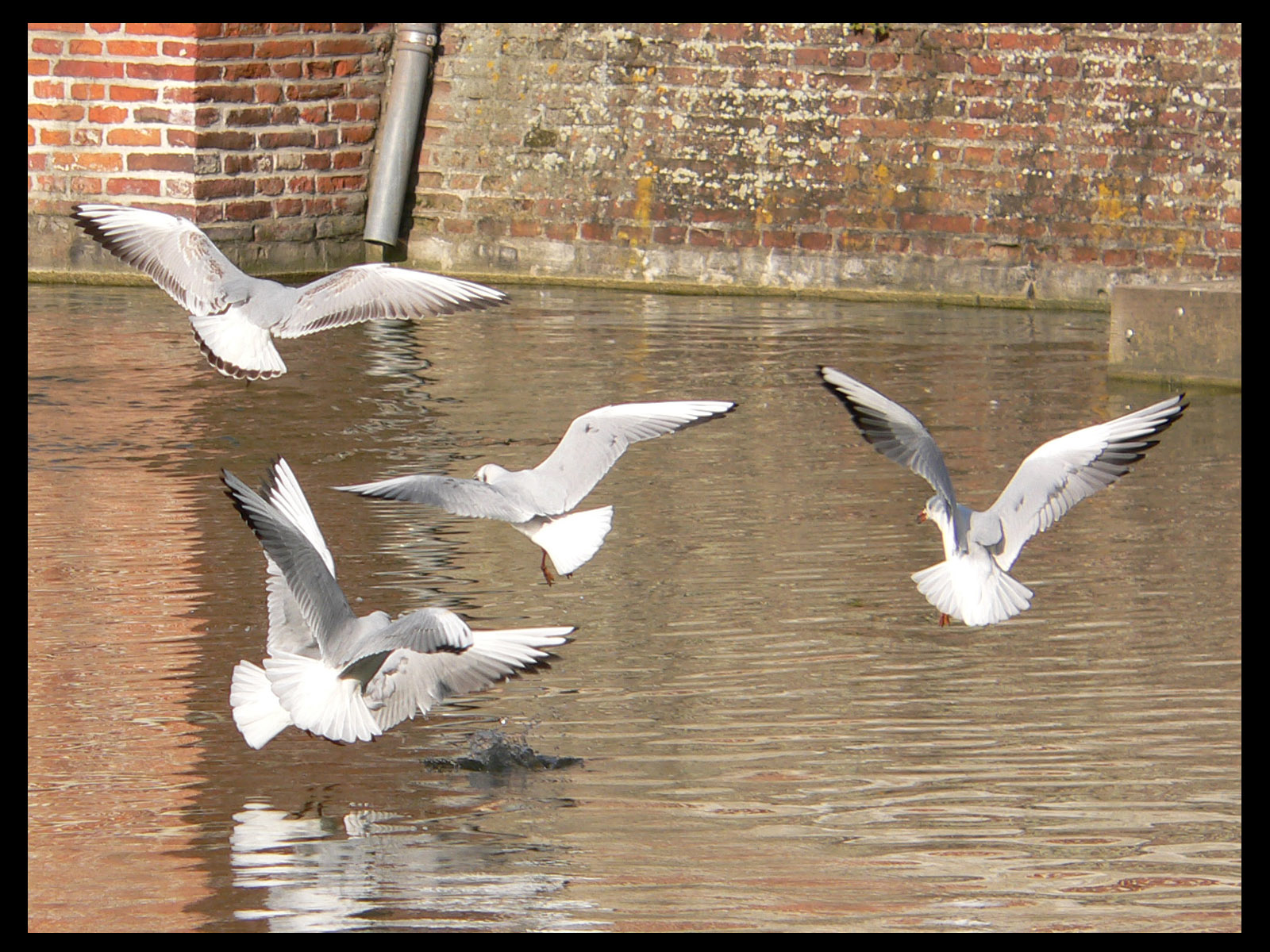 Fonds d'cran Animaux Oiseaux - Mouettes et Golands 