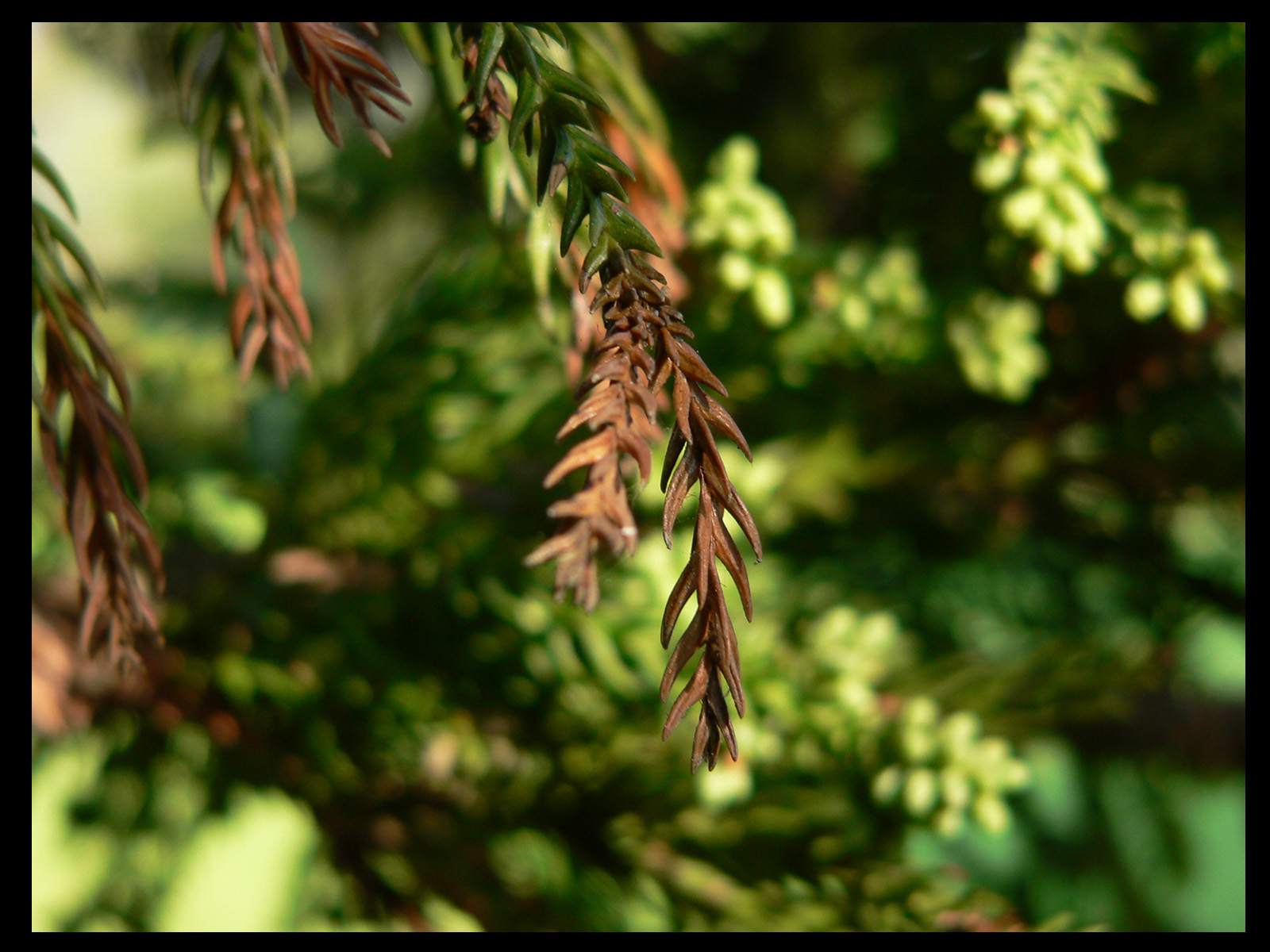 Fonds d'cran Nature Feuilles - Feuillages 