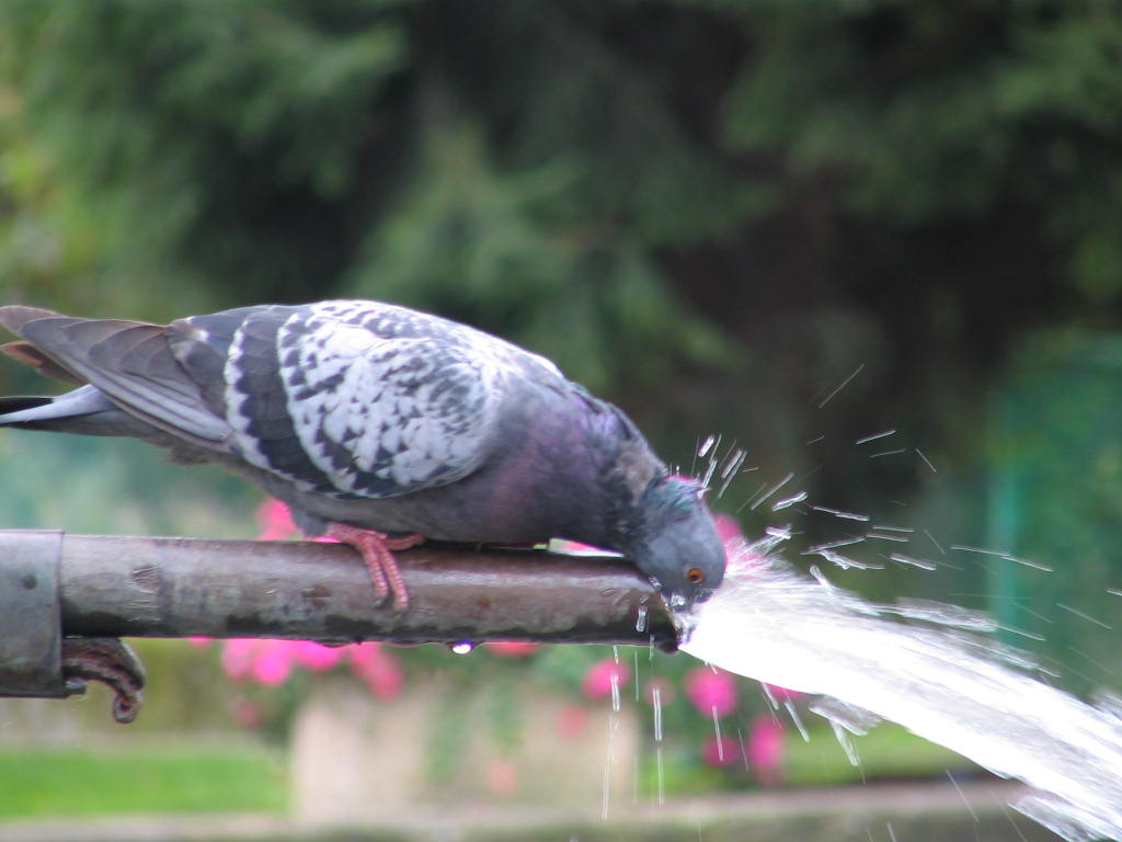 Wallpapers Animals Birds - Pigeons and Doves 