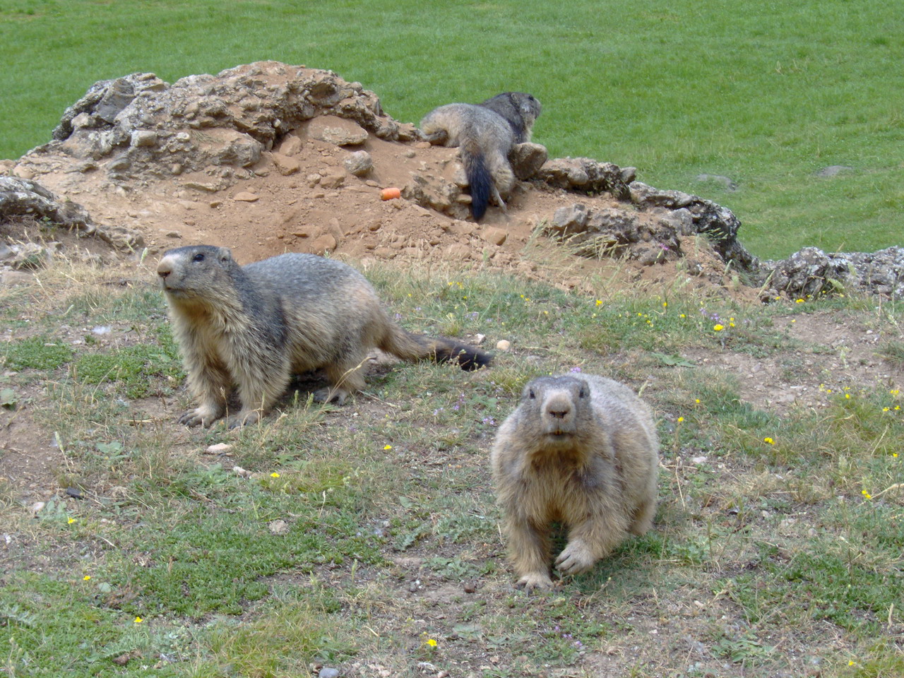 Wallpapers Animals Rodents - Marmot Trois Petites Marmottes !!!