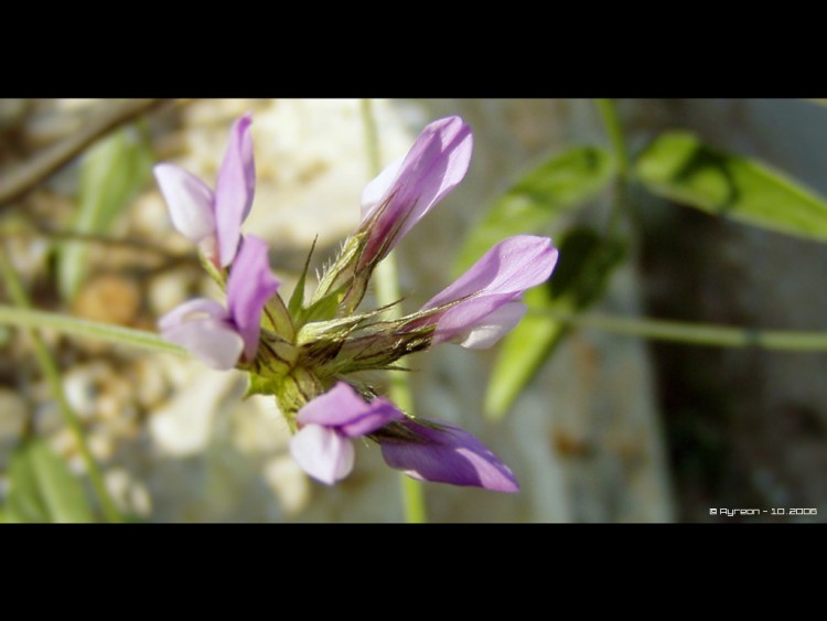 Fonds d'cran Nature Fleurs Fleur