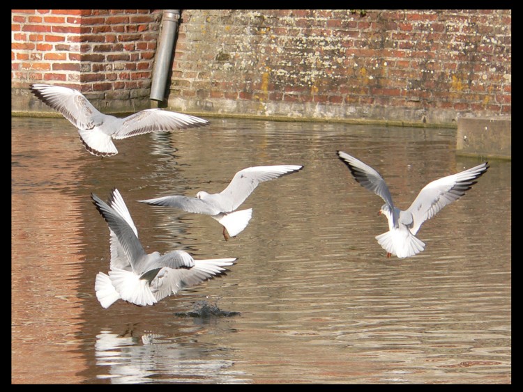 Fonds d'cran Animaux Oiseaux - Mouettes et Golands Wallpaper N153806