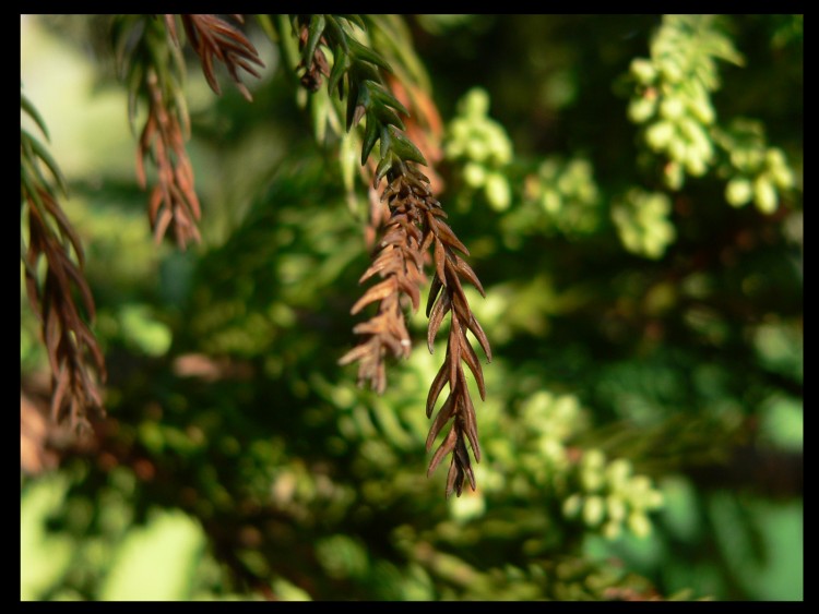 Fonds d'cran Nature Feuilles - Feuillages Wallpaper N153807