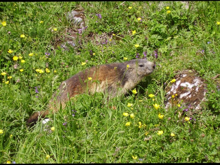 Wallpapers Animals Rodents - Marmot marmotte en vanoise