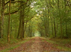 Fonds d'cran Nature Balade automnale en fort de Dourdan