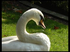 Wallpapers Animals fais moi un cygne