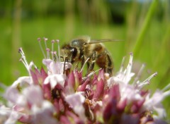 Fonds d'cran Animaux abeille