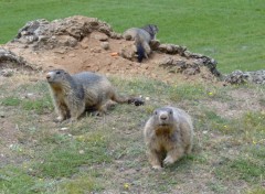 Fonds d'cran Animaux Trois Petites Marmottes !!!