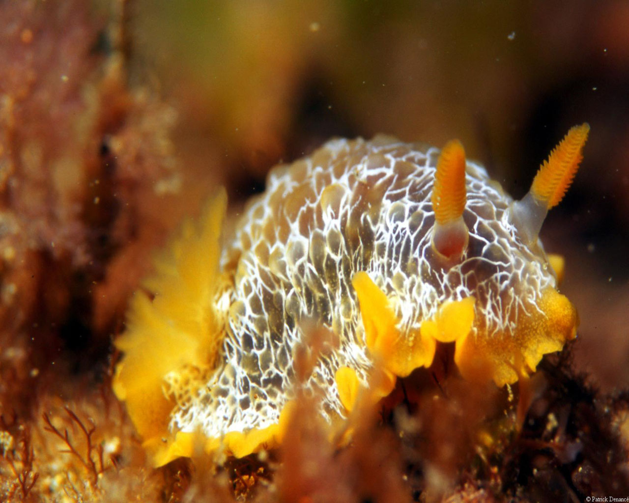 Wallpapers Nature Seabed Nudibranche