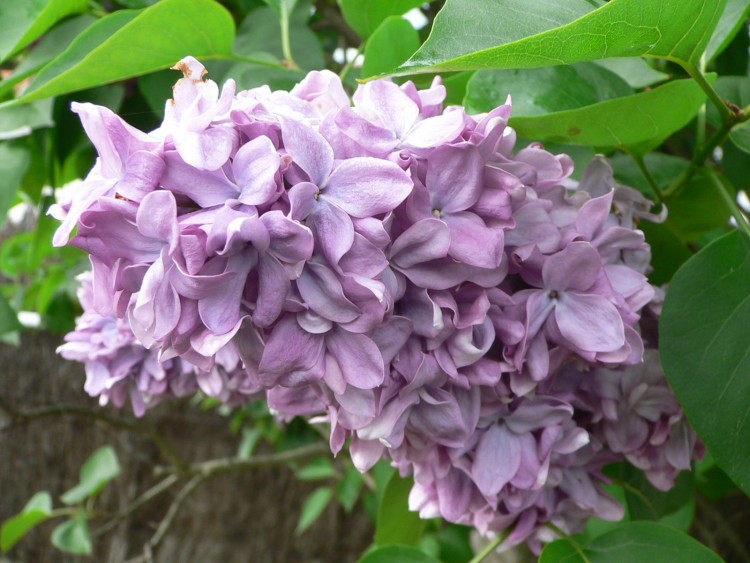 Fonds d'cran Nature Fleurs lilas