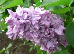 Fonds d'cran Nature lilas