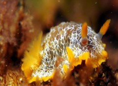 Fonds d'cran Nature Nudibranche