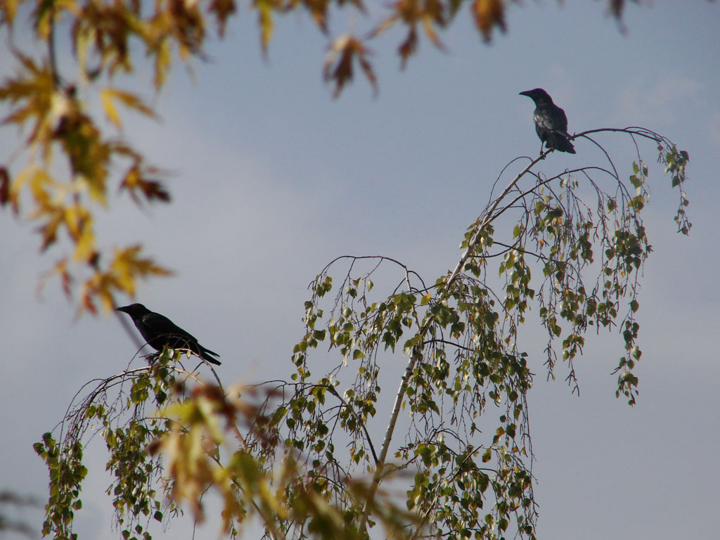 Wallpapers Animals Birds - Ravens Couple de corbeaux