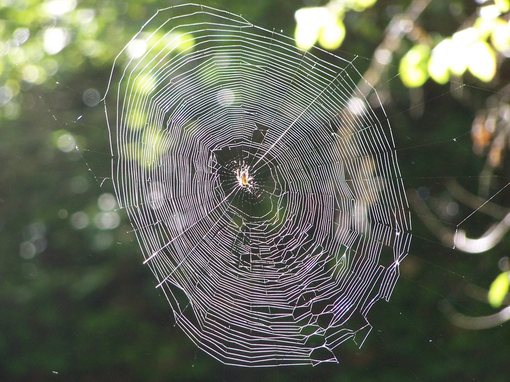 Fonds d'cran Animaux Araignes On se fait une toile ?