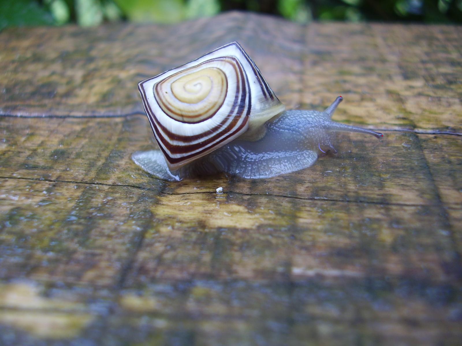 Fonds d'cran Animaux Escargots - Limaces escarr