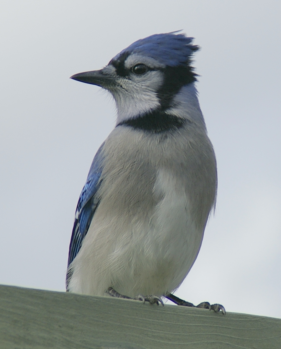 Fonds d'cran Animaux Oiseaux - Geais geai bleu