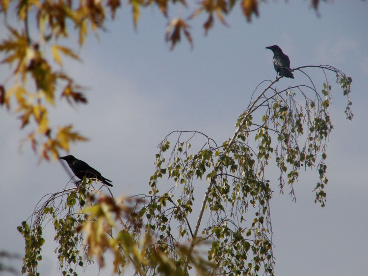 Wallpapers Animals Birds - Ravens Couple de corbeaux