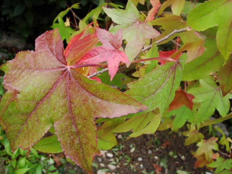 Fonds d'cran Nature Feuilles - Feuillages Couleurs de l'automne