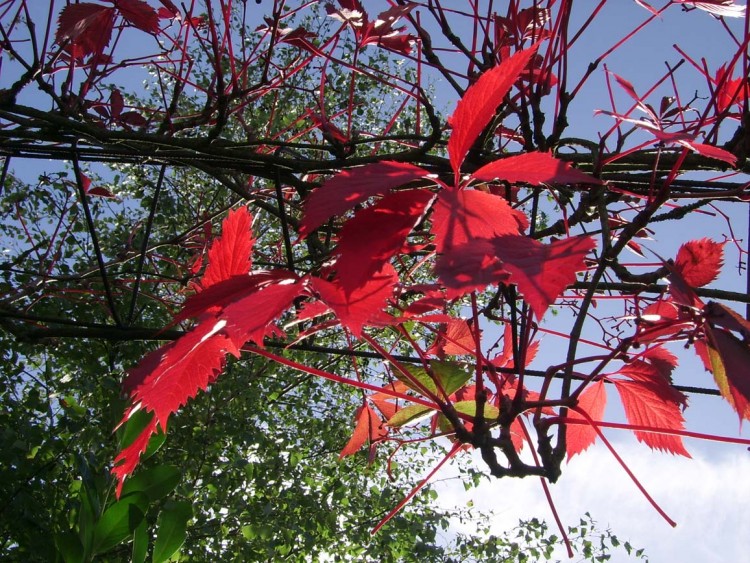 Fonds d'cran Nature Feuilles - Feuillages feuilles rouges