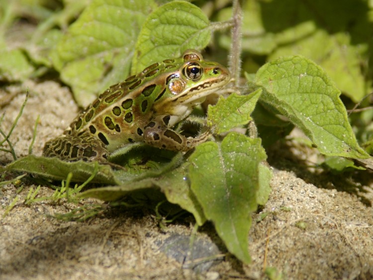 Wallpapers Animals Frogs - Toads grenouille  Oka