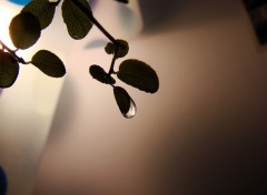 Fonds d'cran Nature Goutte d'eau sur feuille de Bansa