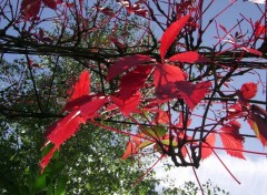 Fonds d'cran Nature feuilles rouges