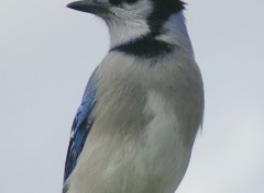 Fonds d'cran Animaux geai bleu