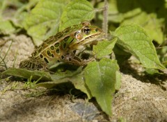 Wallpapers Animals grenouille  Oka