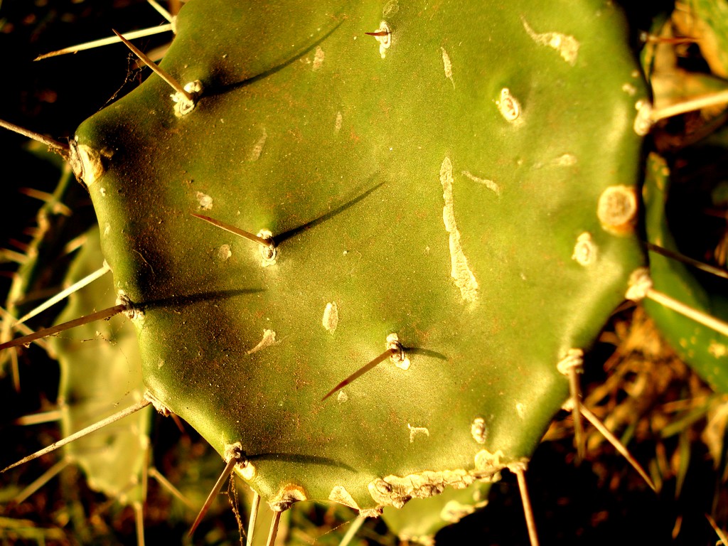 Fonds d'cran Nature Plantes - Arbustes CACTUS