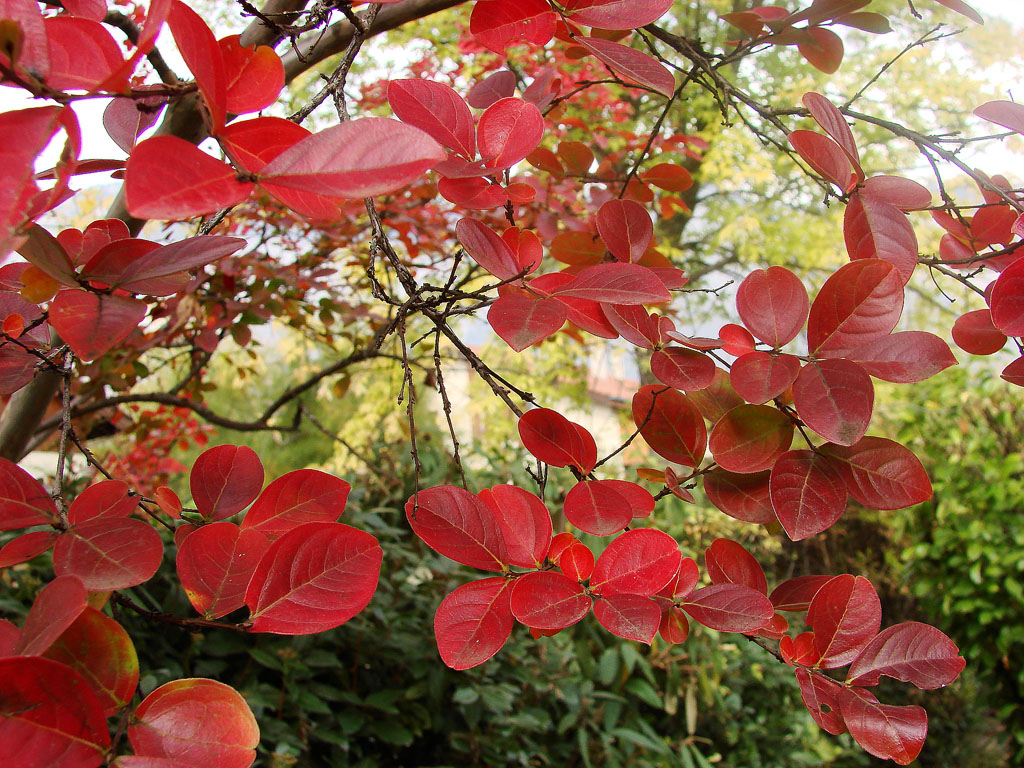 Fonds d'cran Nature Feuilles - Feuillages Feuilles rouges