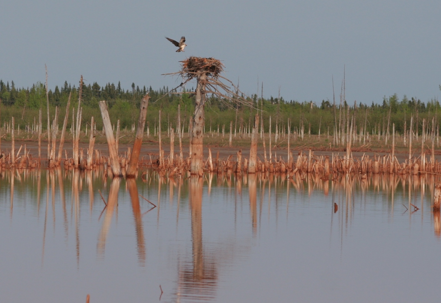 Wallpapers Animals Birds - Misc Balbusard et sont nid.